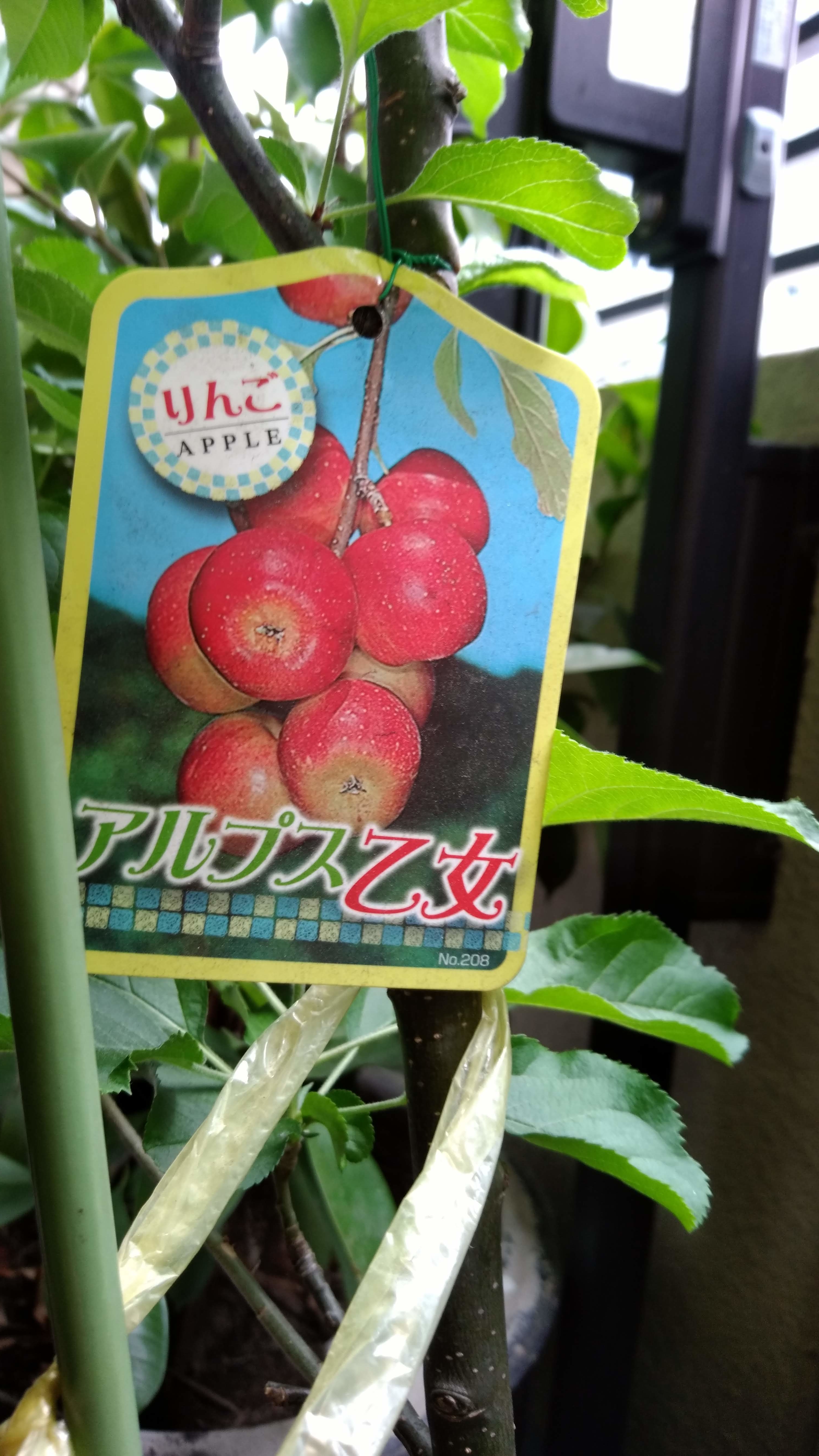 マンションのベランダでリンゴ収穫をめざしてます Yaozo100
